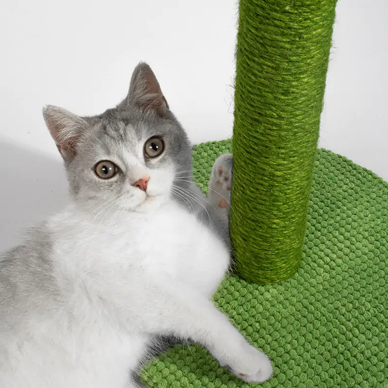 Cactus Scratching Post
