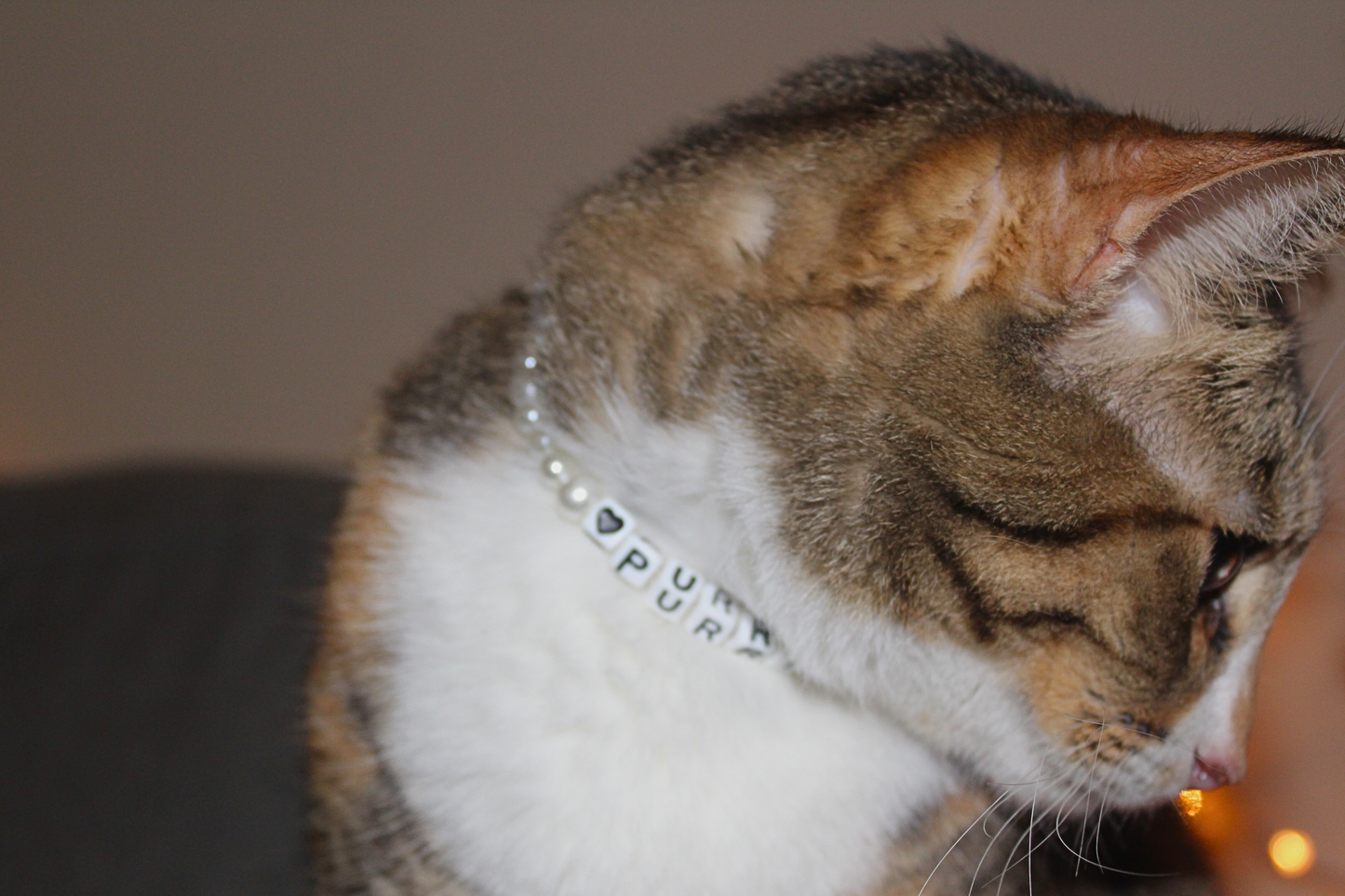 Purrincess Pearl Breakaway Collar