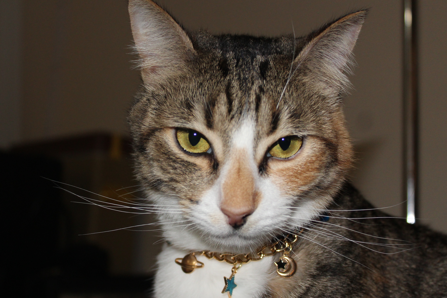 Celestial Charm Breakaway Collar
