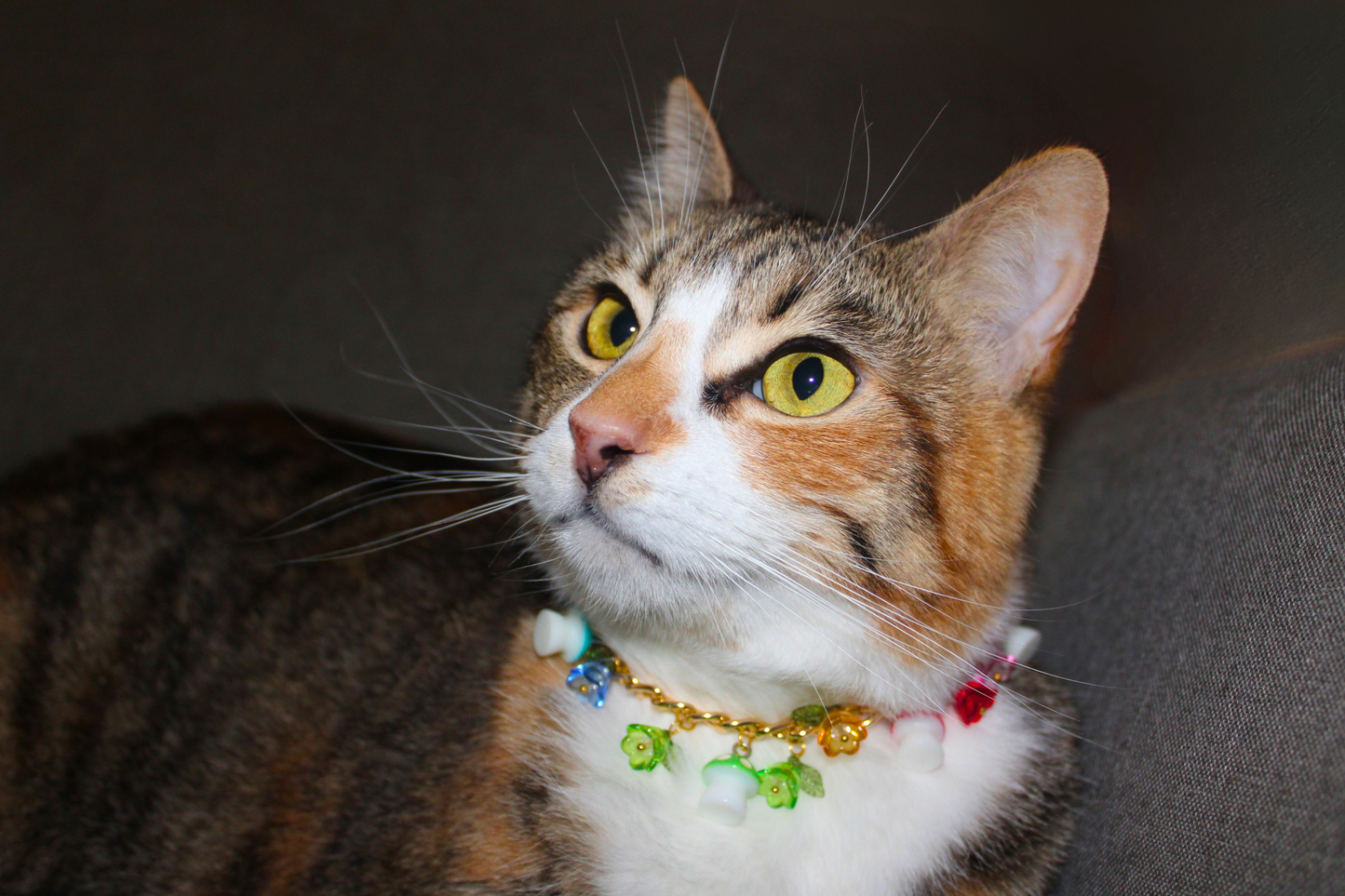 Rainbow Mushroom Garden Collar