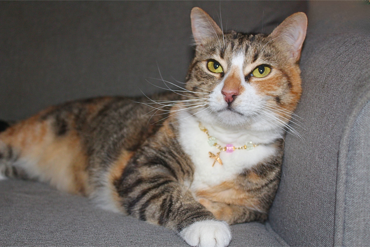 Dragonfly Dreams Breakaway Collar