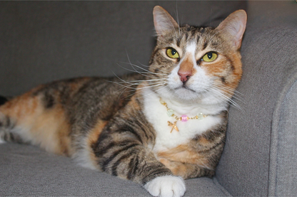 Dragonfly Dreams Breakaway Collar