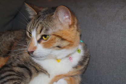 Happy Days Charm Breakaway Collar