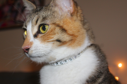 Purrincess Pearl Breakaway Collar
