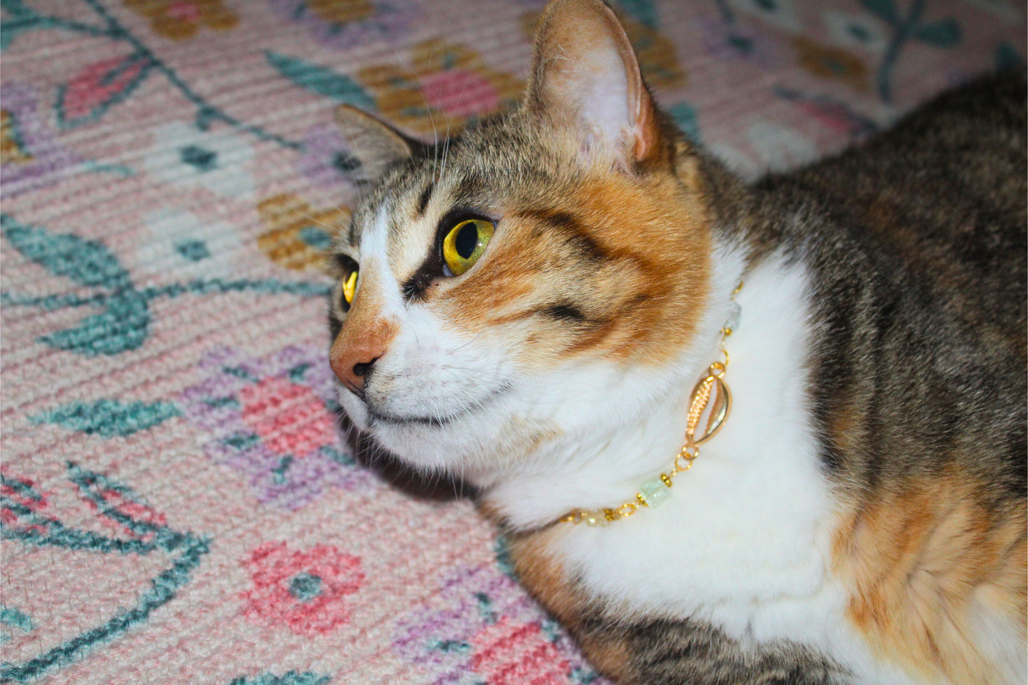 Sea Shell Breeze Collar
