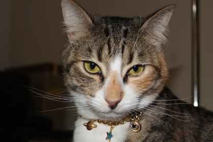 Celestial Charm Breakaway Collar